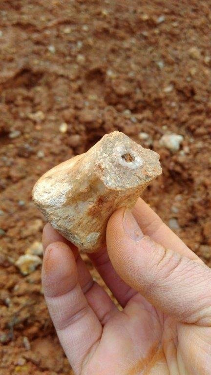 Imagen de una vértebra recogida en el yacimiento. Imagen de una vértebra recogida en el yacimiento.