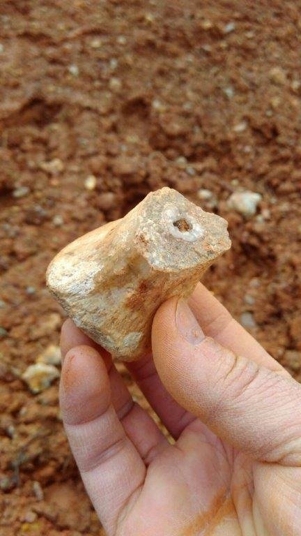 Imagen de una vértebra recogida en el yacimiento.